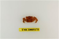 藏品(字紋弓蟹)的圖片